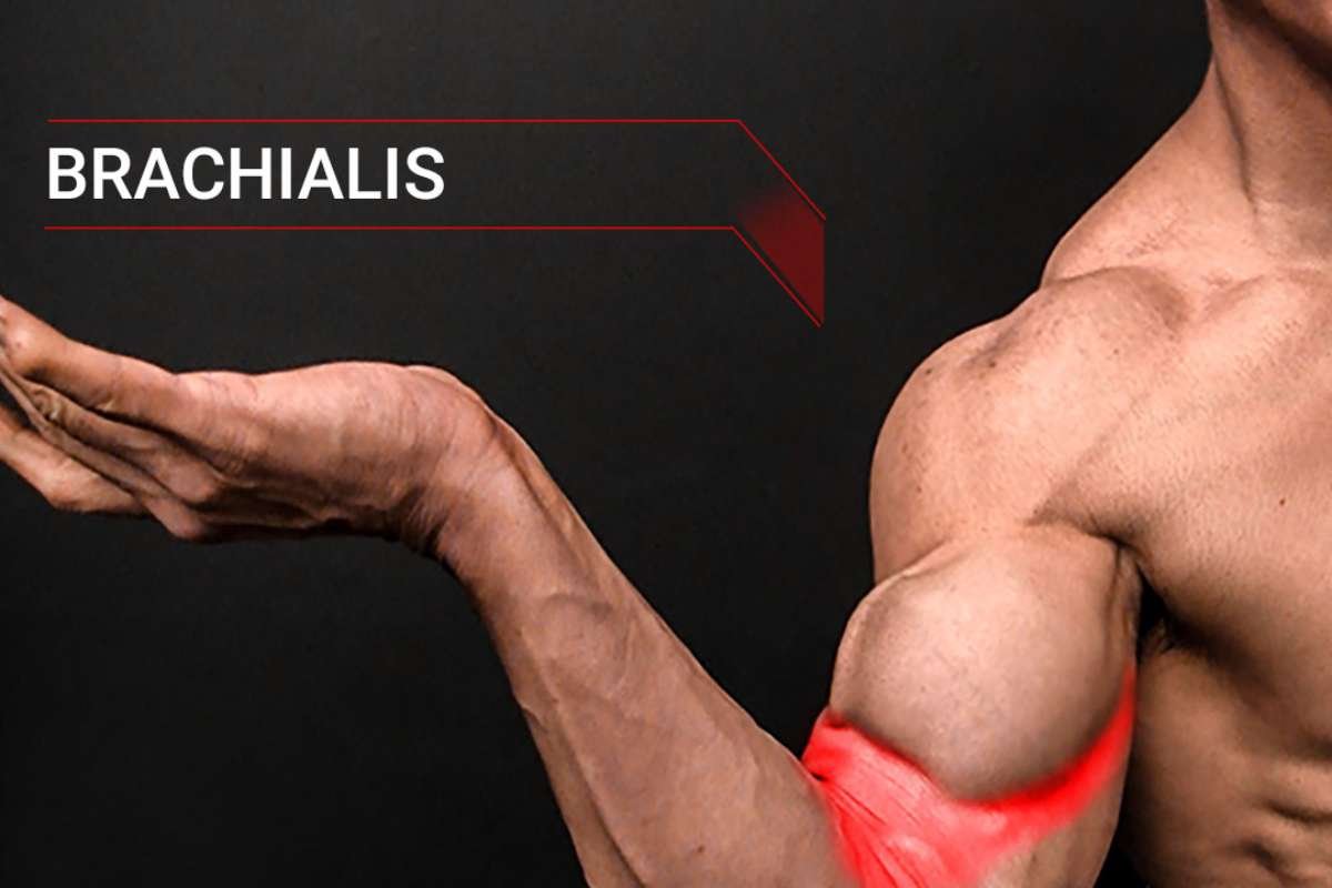 Preacher Curls and Bicep Curls- Key Differences | Advantages | The Enterprise World