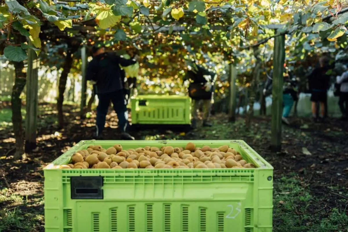 5 Business Sectors in New Zealand That Are Currently Thriving | The Enterprise World