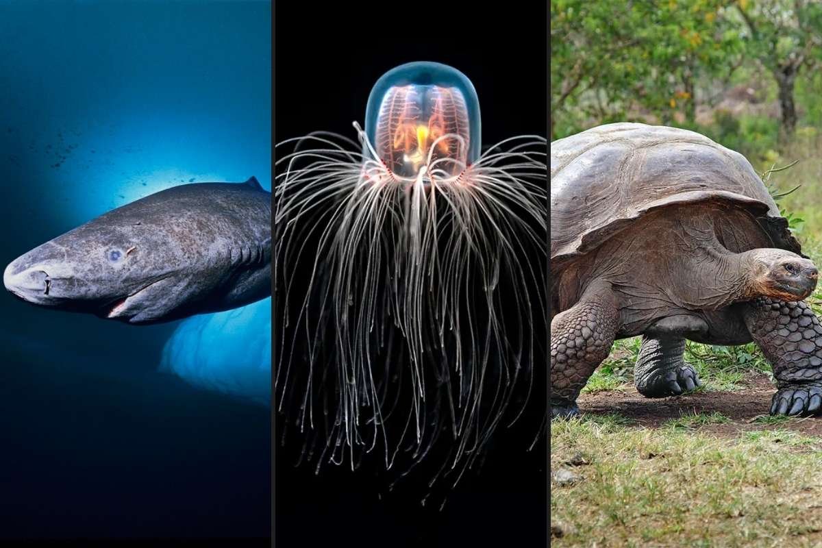 One of These Animals Can Live 500 Years: Meet the Longest Living Animals in the World