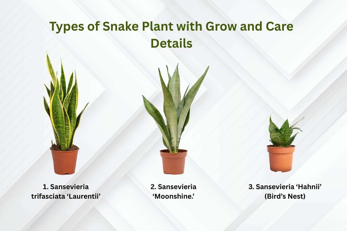 How to Grow and Care for Snake Plant with Simple and Effective Tips | The Enterprise World