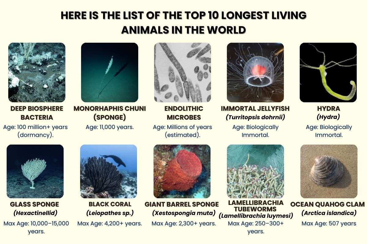 Longest Living Animals in the World That Can Survive 500 Years | The Enterprise World