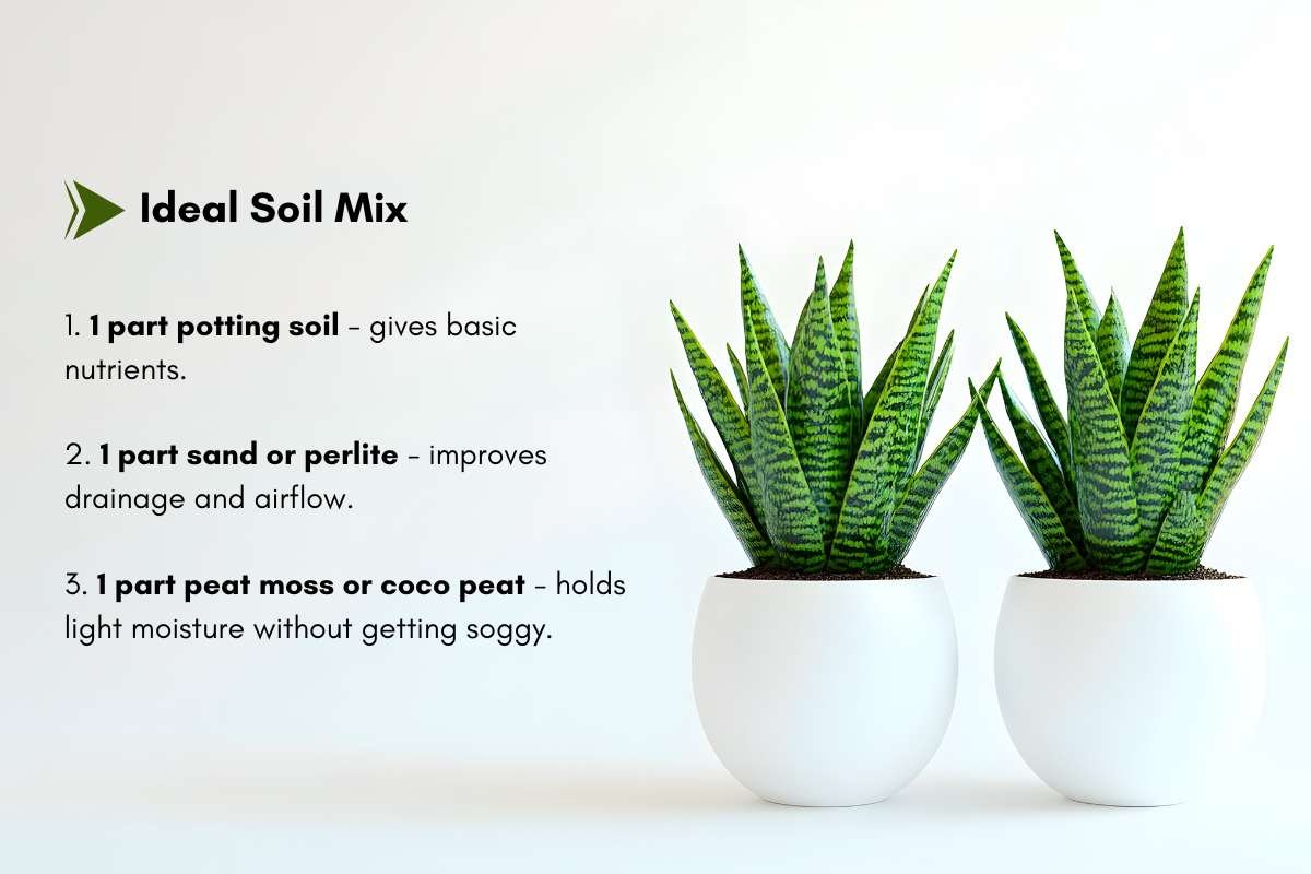 How to Grow and Care for Snake Plant with Simple and Effective Tips | The Enterprise World