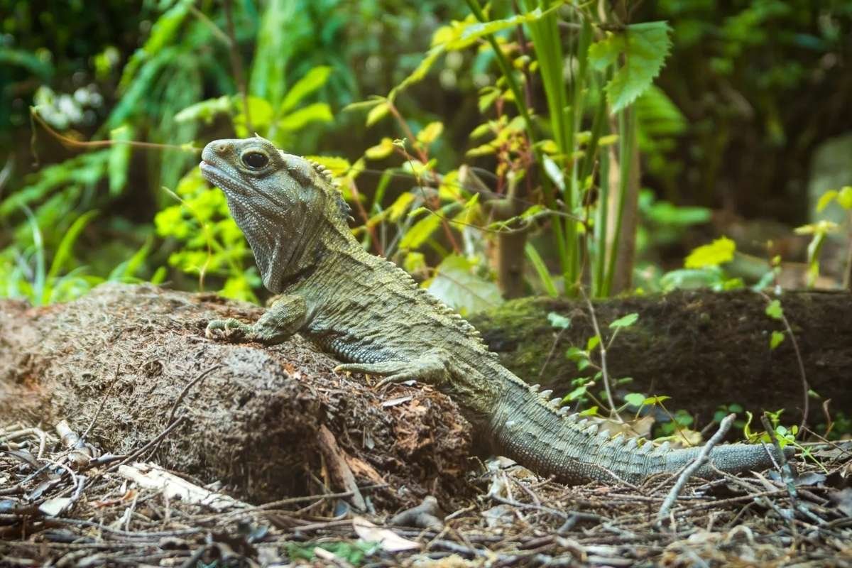 Longest Living Animals in the World That Can Survive 500 Years | The Enterprise World