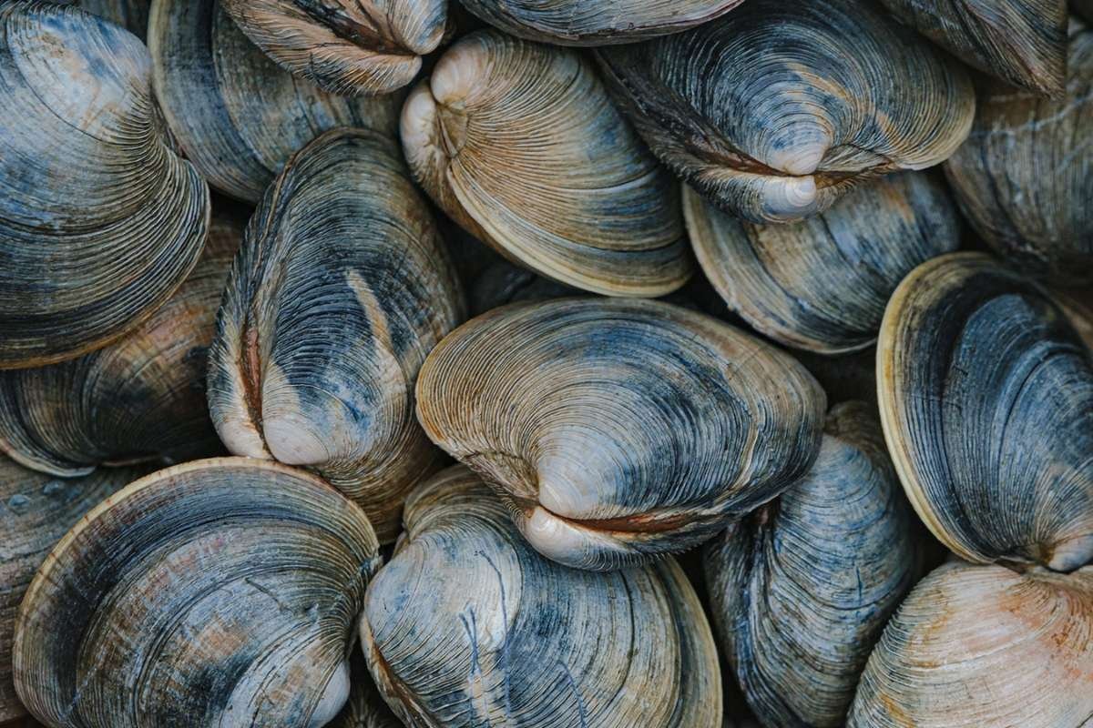 Longest Living Animals in the World That Can Survive 500 Years | The Enterprise World