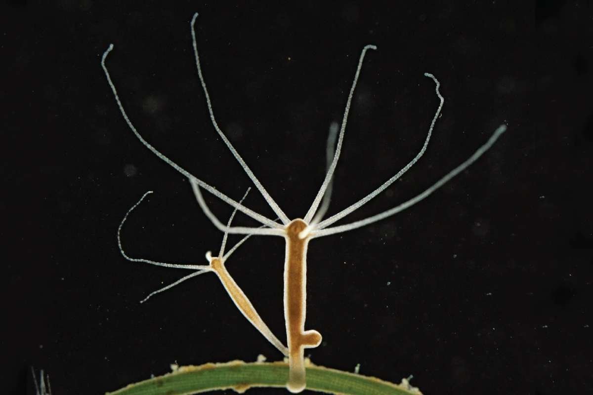 Longest Living Animals in the World That Can Survive 500 Years | The Enterprise World