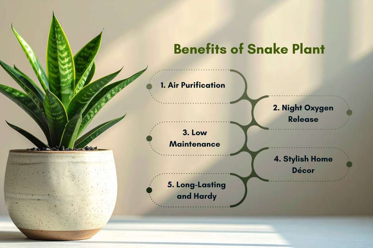 How to Grow and Care for Snake Plant with Simple and Effective Tips | The Enterprise World