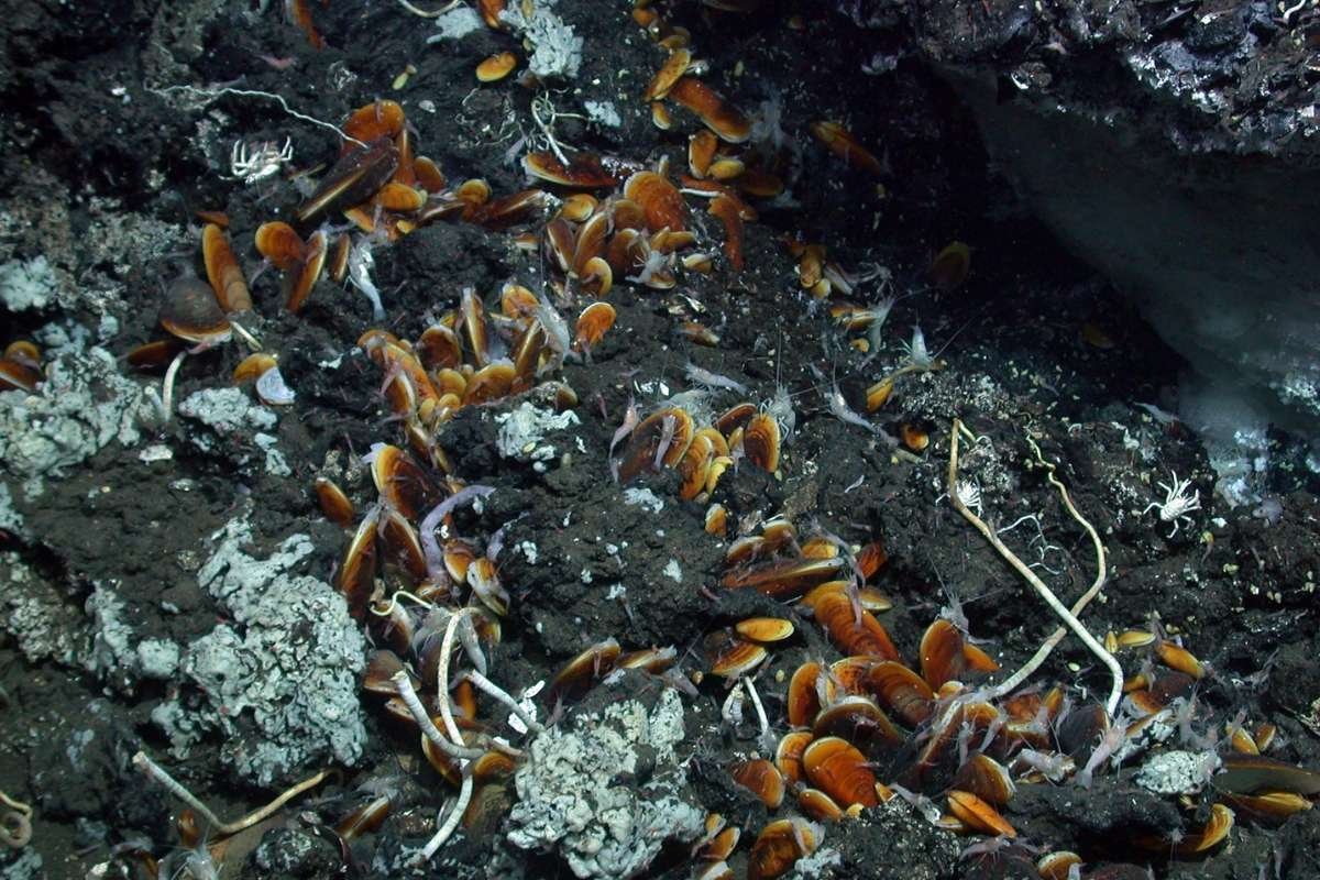 Longest Living Animals in the World That Can Survive 500 Years | The Enterprise World