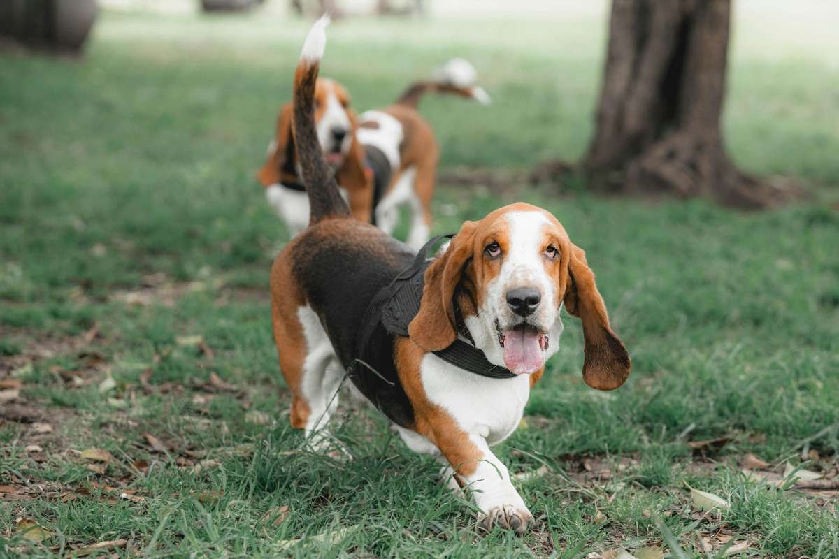 17 Ugliest Dogs in the World: Odd Looks, Pure Charm | The Enterprise World