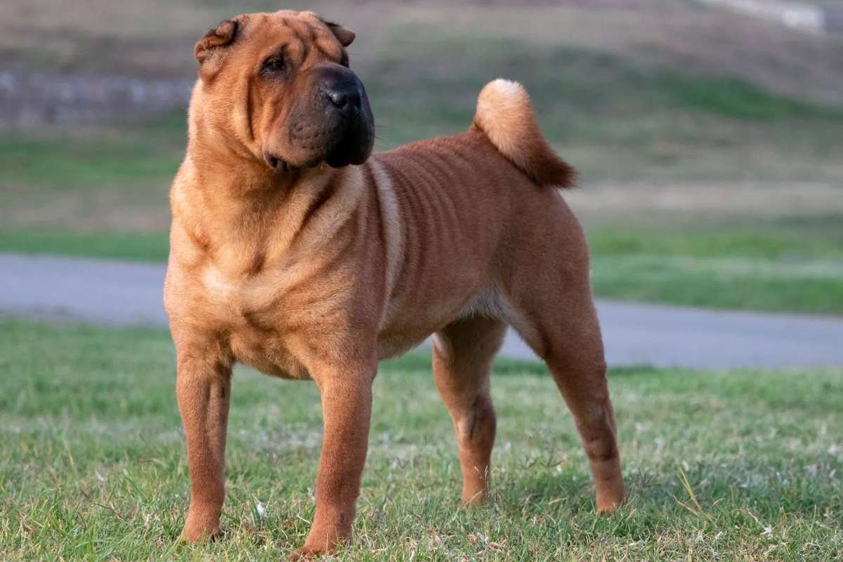 17 Ugliest Dogs in the World: Odd Looks, Pure Charm | The Enterprise World