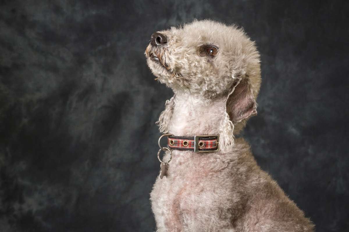 17 Ugliest Dogs in the World: Odd Looks, Pure Charm | The Enterprise World