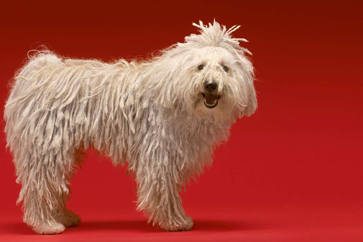 17 Ugliest Dogs in the World: Odd Looks, Pure Charm | The Enterprise World