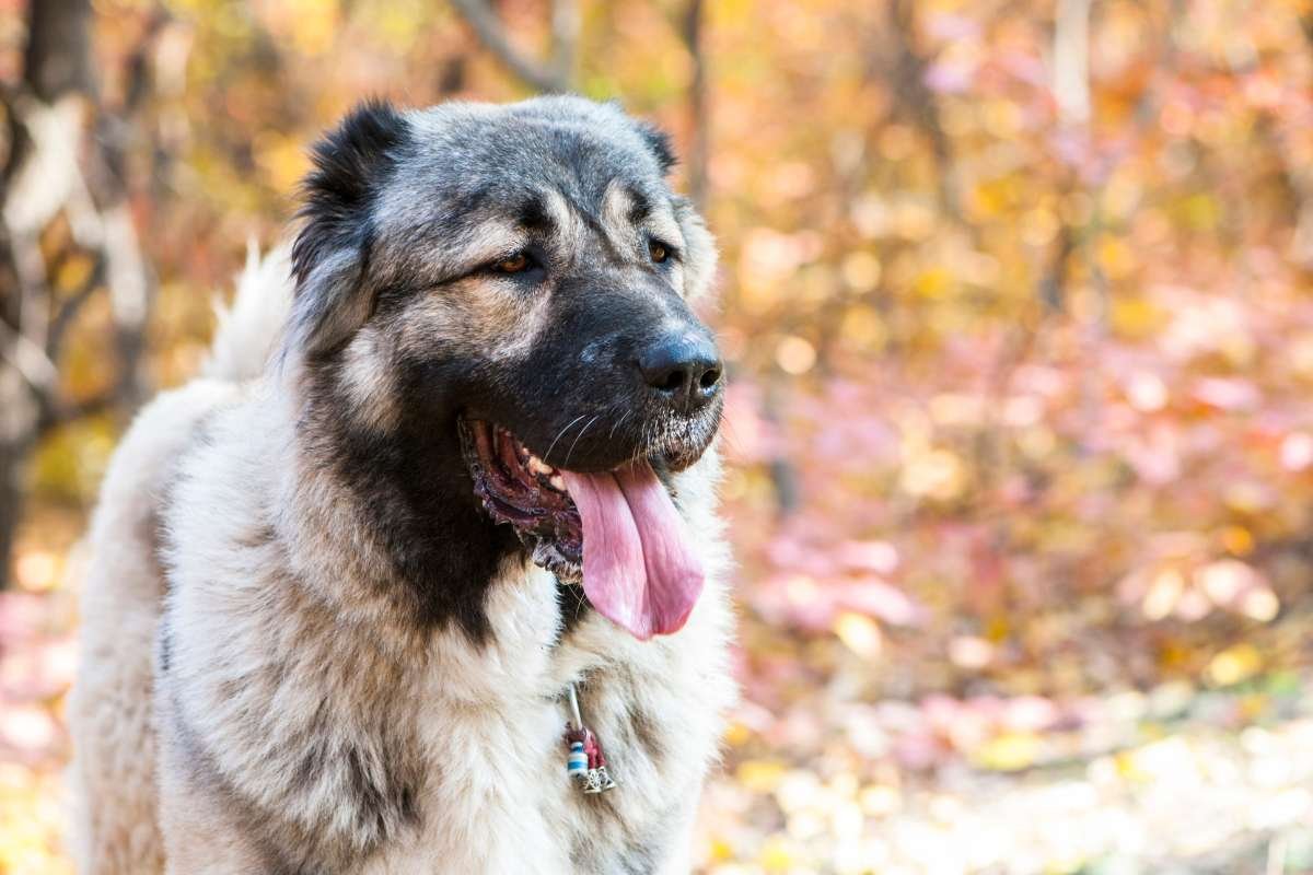 17 Ugliest Dogs in the World: Odd Looks, Pure Charm | The Enterprise World