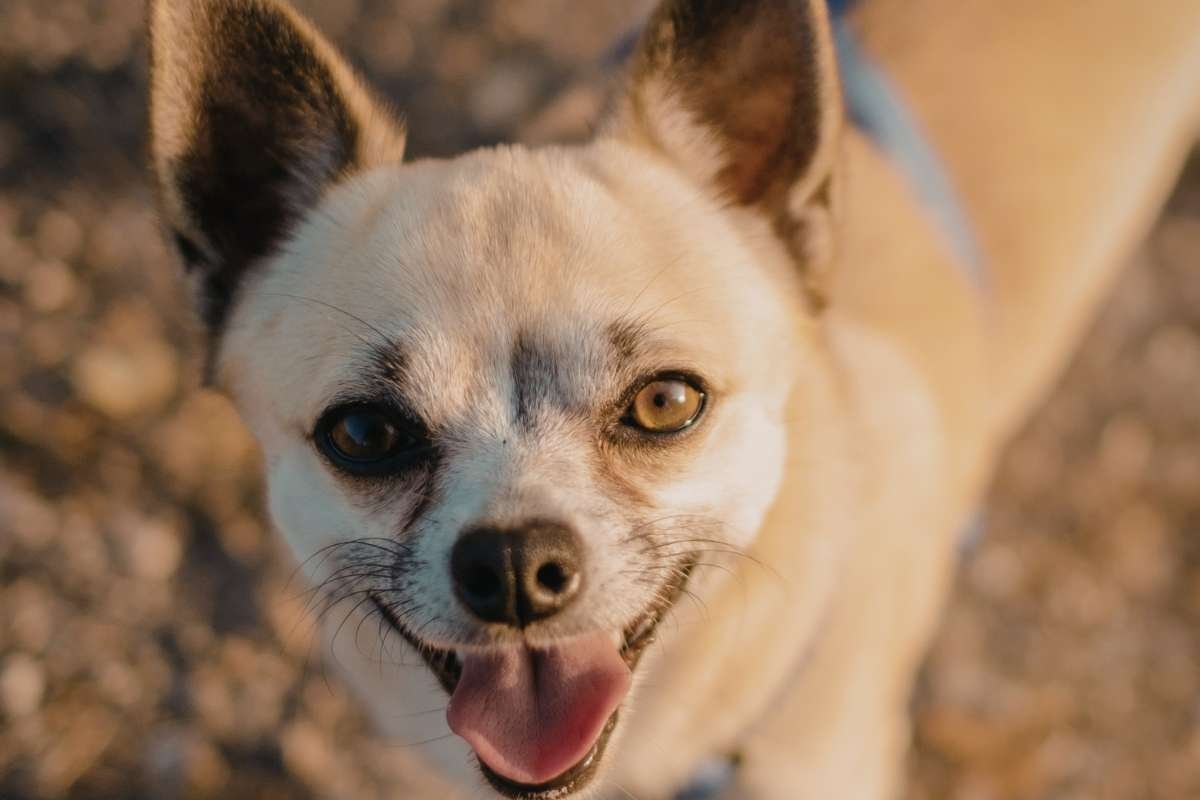 17 Ugliest Dogs in the World: Odd Looks, Pure Charm | The Enterprise World