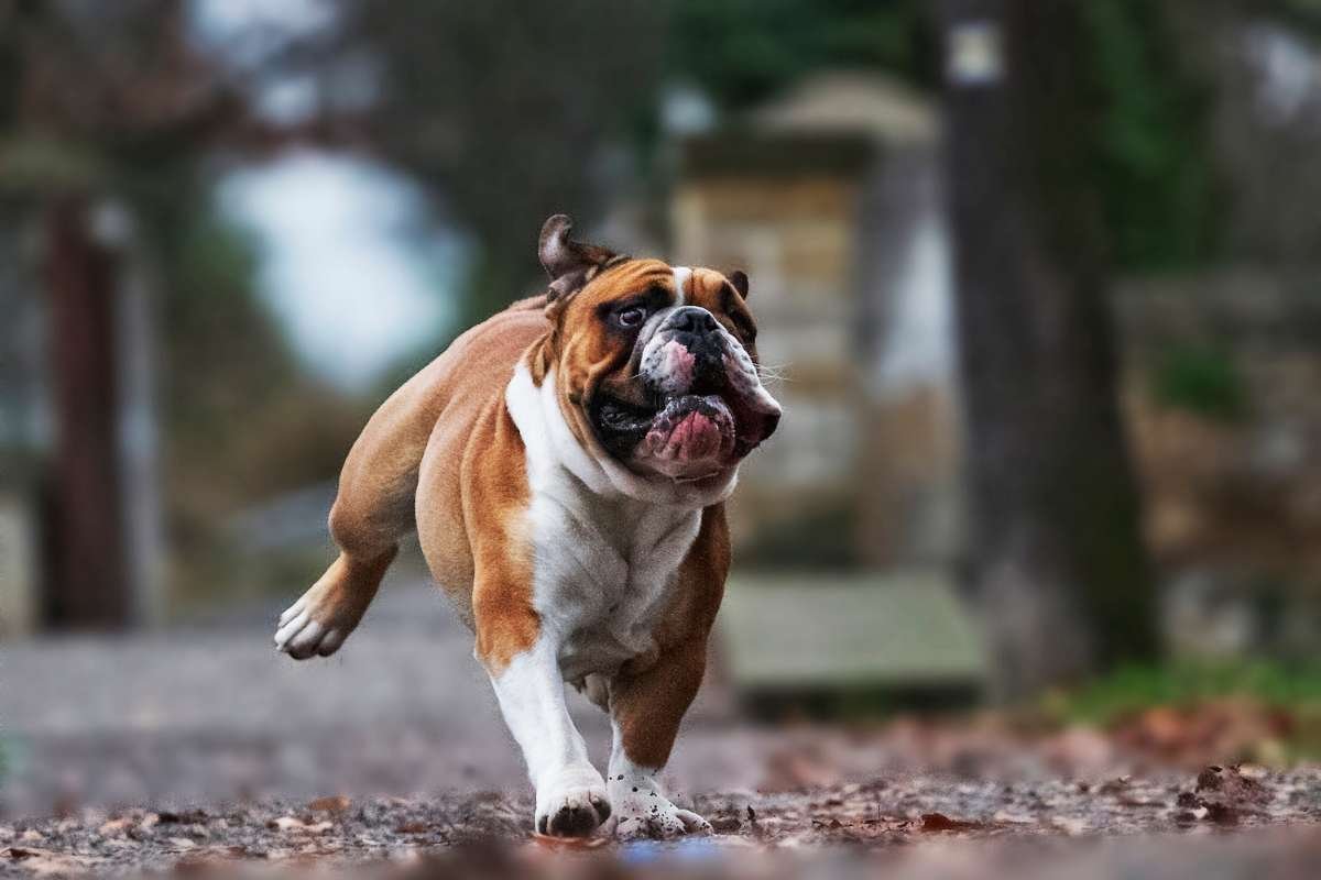 17 Ugliest Dogs in the World: Odd Looks, Pure Charm | The Enterprise World