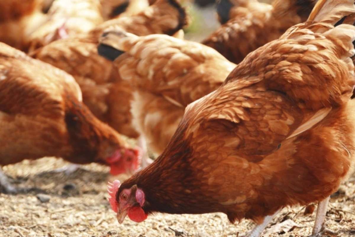 Broiler Weight Chart by Breed: Growth & Age Comparison | The Enterprise World