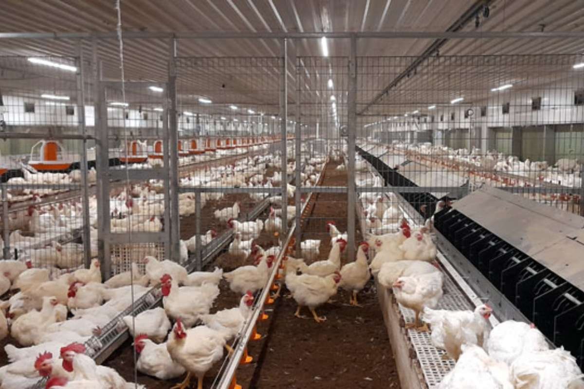 Broiler Weight Chart by Breed: Growth & Age Comparison | The Enterprise World