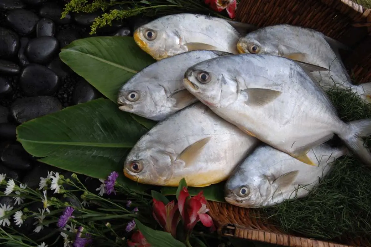 Michael F. McMaster | Pompano Farms LLC | Mariculture Technologies International Inc. | The Enterprise World