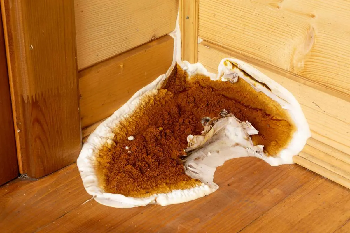 Source - garrattsdamp.com