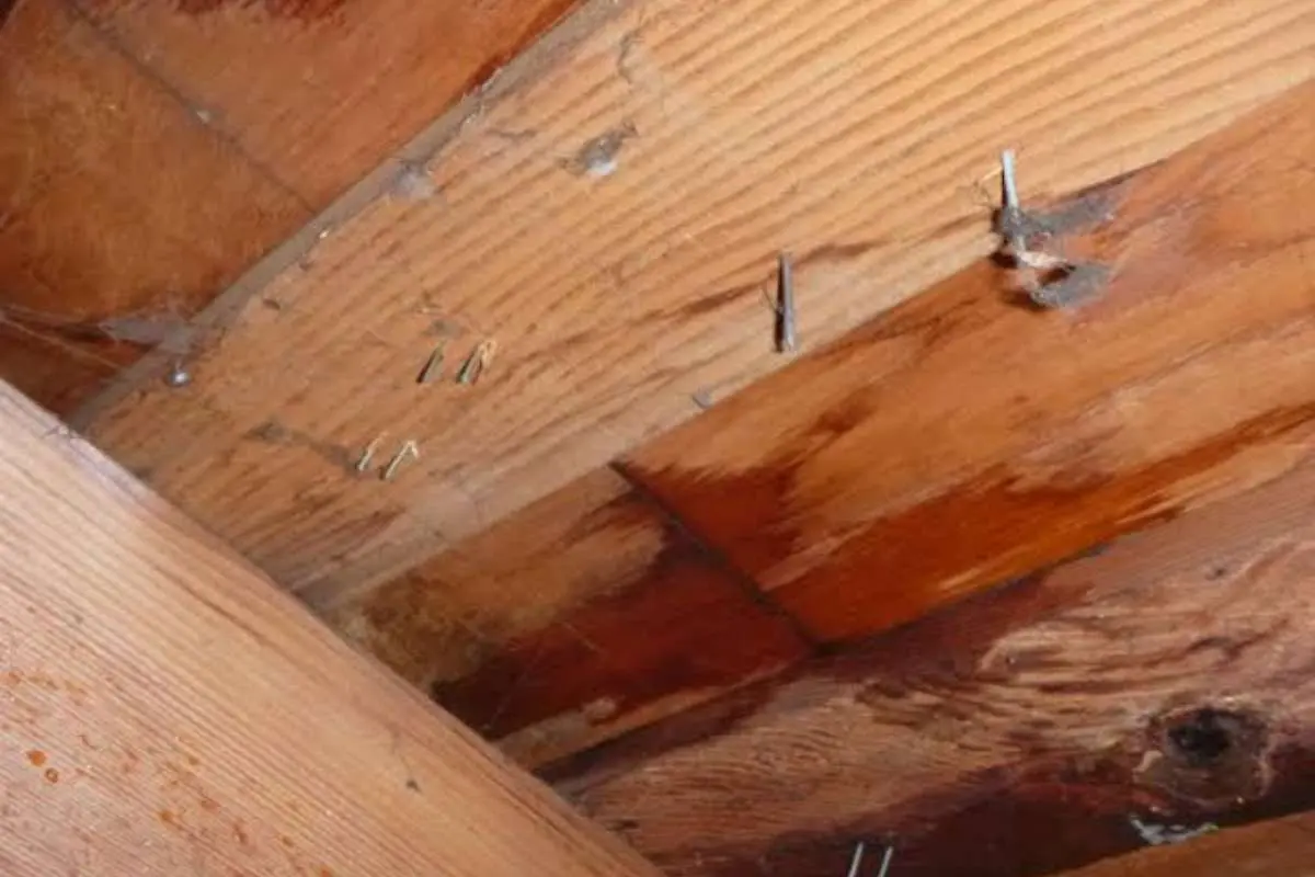 How to Spot Dry Rot Before It Spreads | The Enterprise World