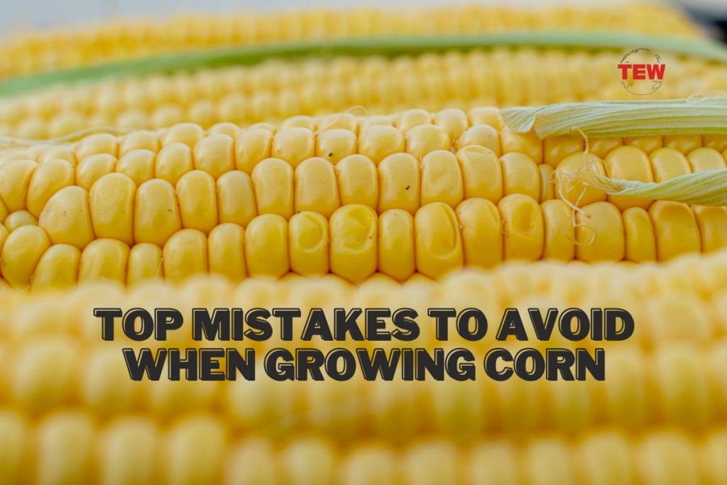 Top Mistakes to Avoid When Growing Corn