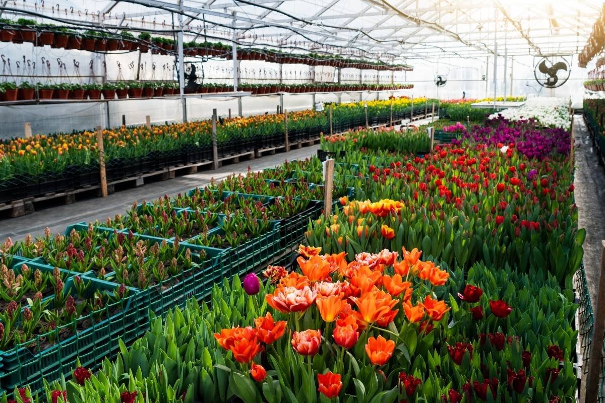Floral Industry in the Digital Age: How Technology, Design, and Sustainability Are Transforming Flowers