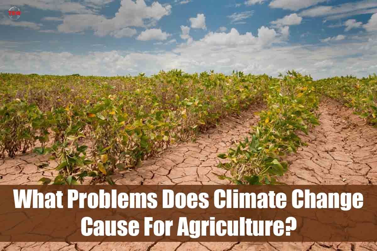 What Problems Does Climate change impact on Agriculture? | The Enterprise World