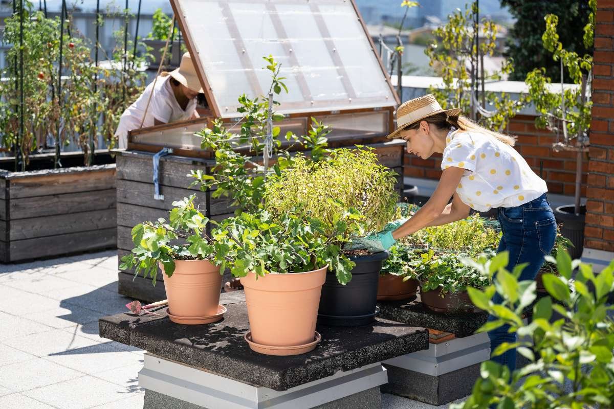 Exploring the Future of Urban Agriculture: From Roof Gardens to Vertical Farms | The Enterprise World