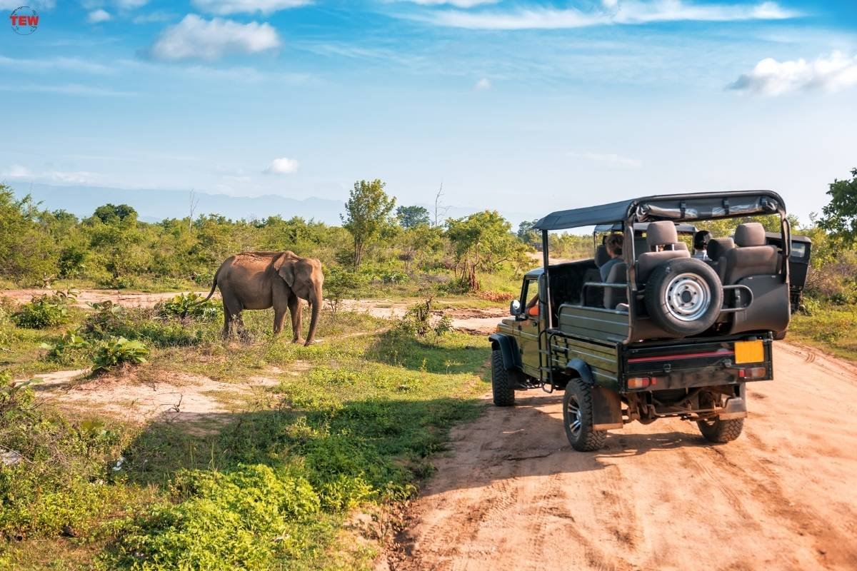 Okavango Delta: 5 of the Most Prominent Safari Companies | The Enterprise World