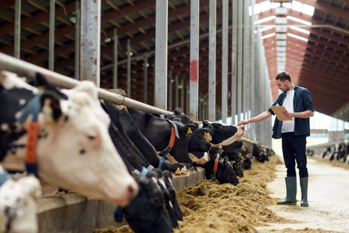 Why Cattle Investment Is Becoming the Next Big Rural Business?