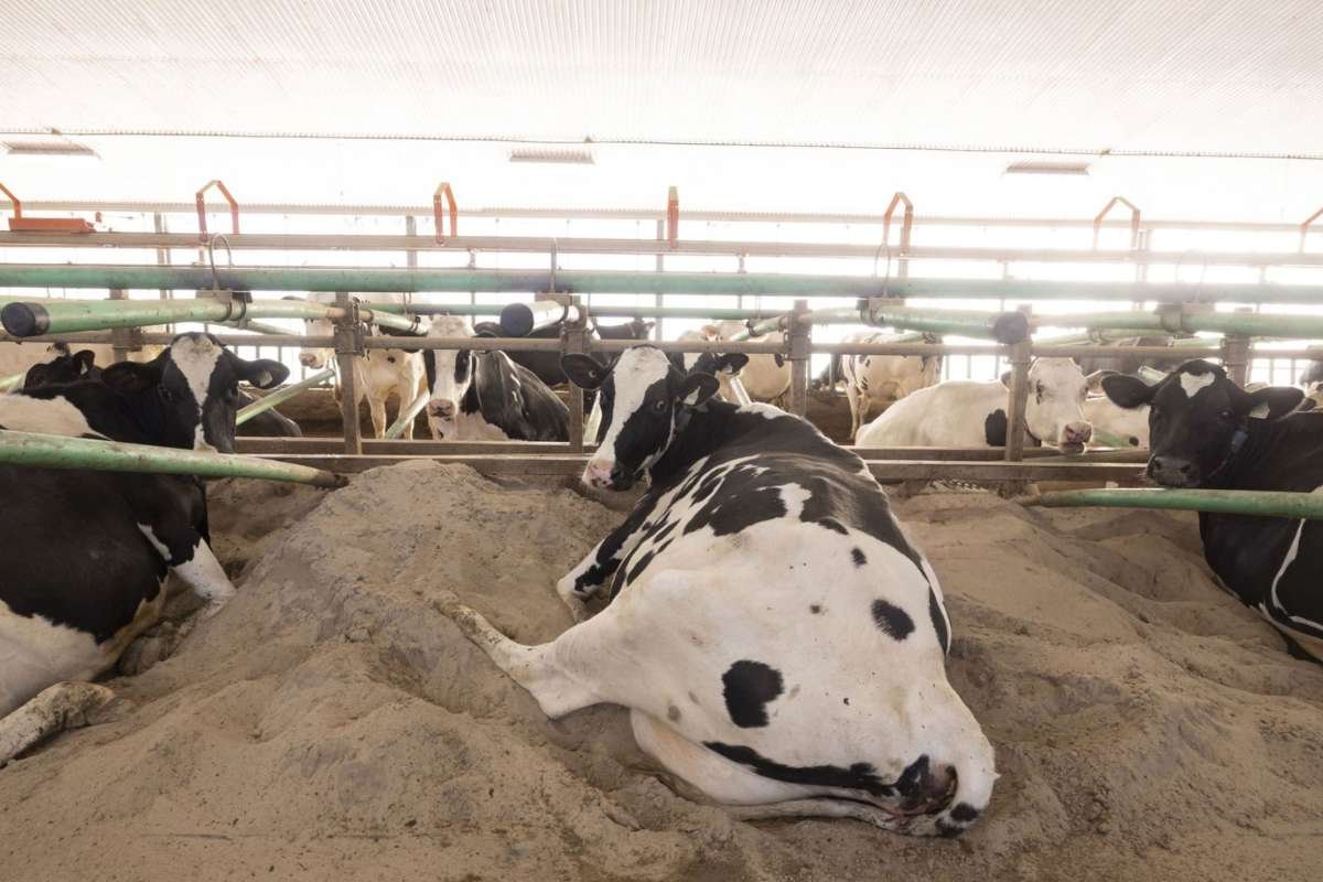 Cattle Investment- Benefits, Types, Factors, Risks and Challenges | The Enterprise World 