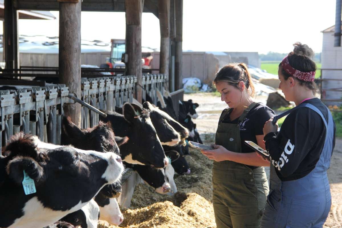 Cattle Investment- Benefits, Types, Factors, Risks and Challenges | The Enterprise World 