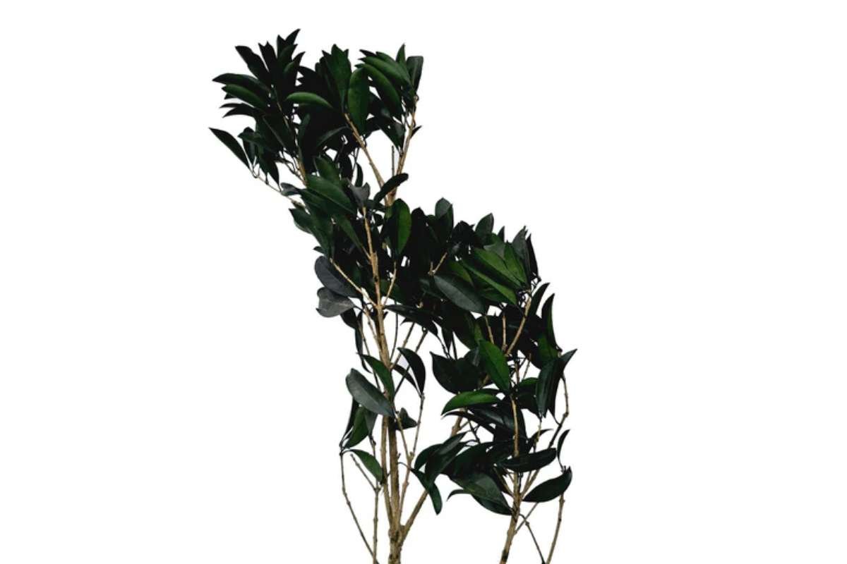 How to Purchase Wholesale Preserved Foliage? | The Enterprise World
