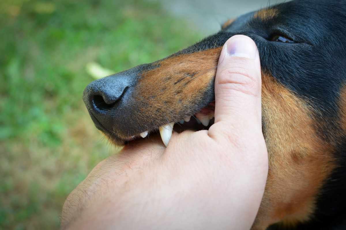 Dog Bite Incidents on Your Property: 3 Types of Damages | The Enterprise World