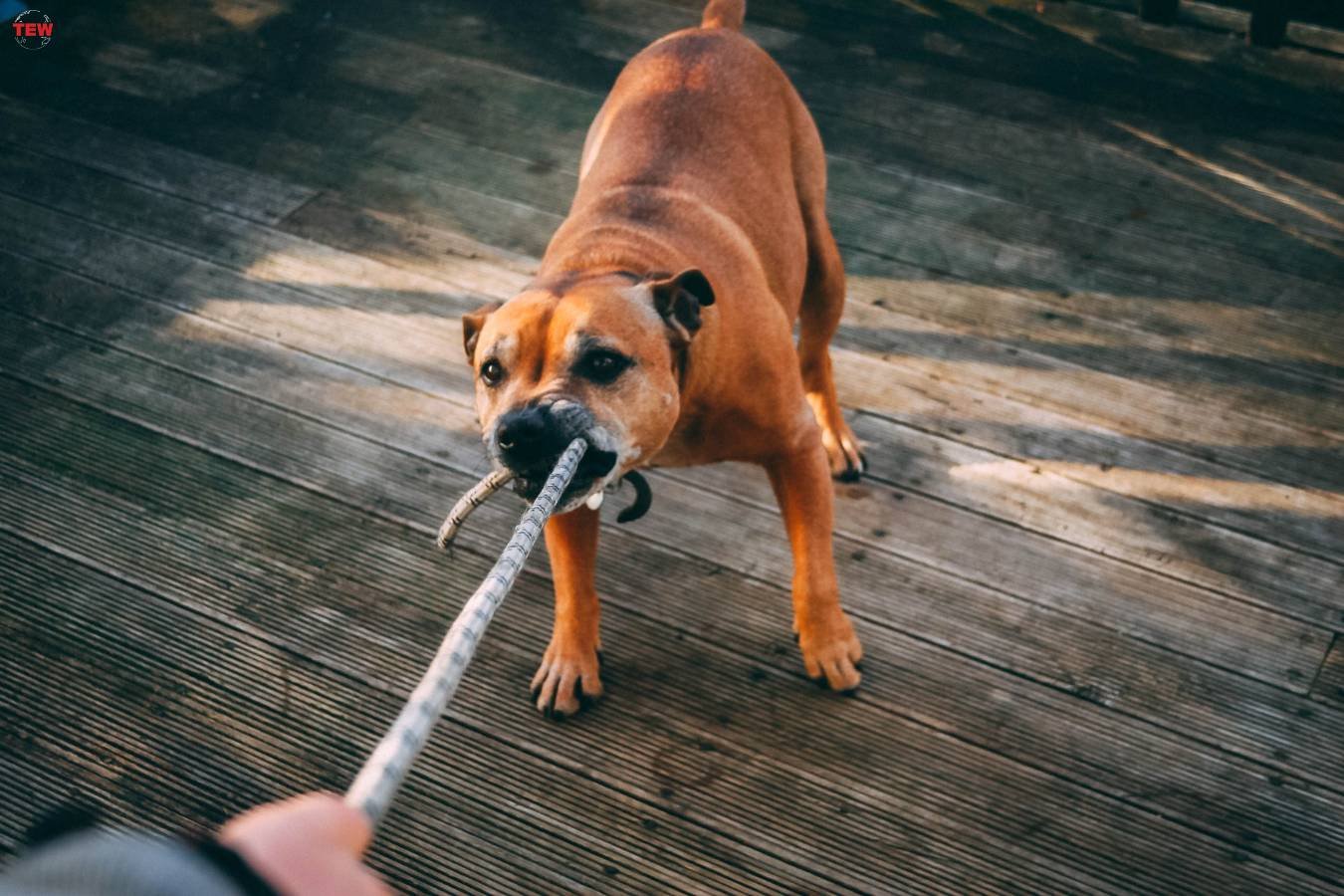 Dog Bite Incidents on Your Property: 3 Types of Damages | The Enterprise World