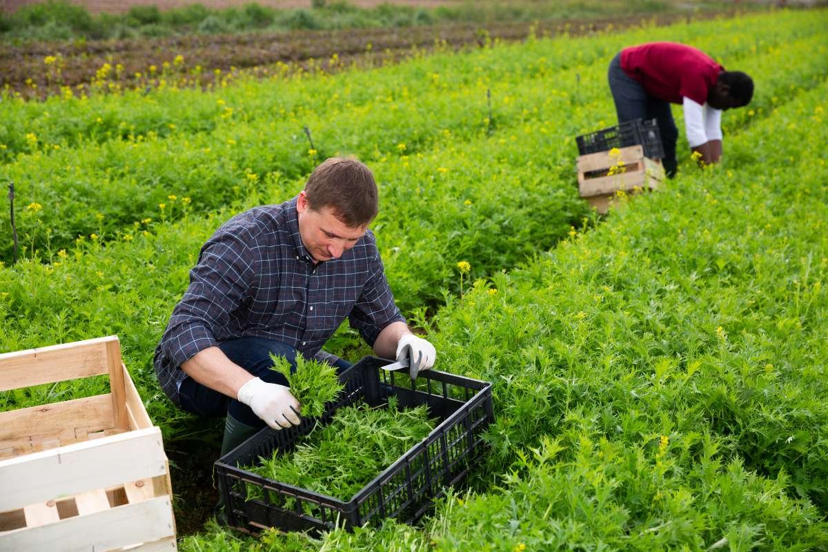 How Mississippi Farm Owners Can Cut Down on Expenses?