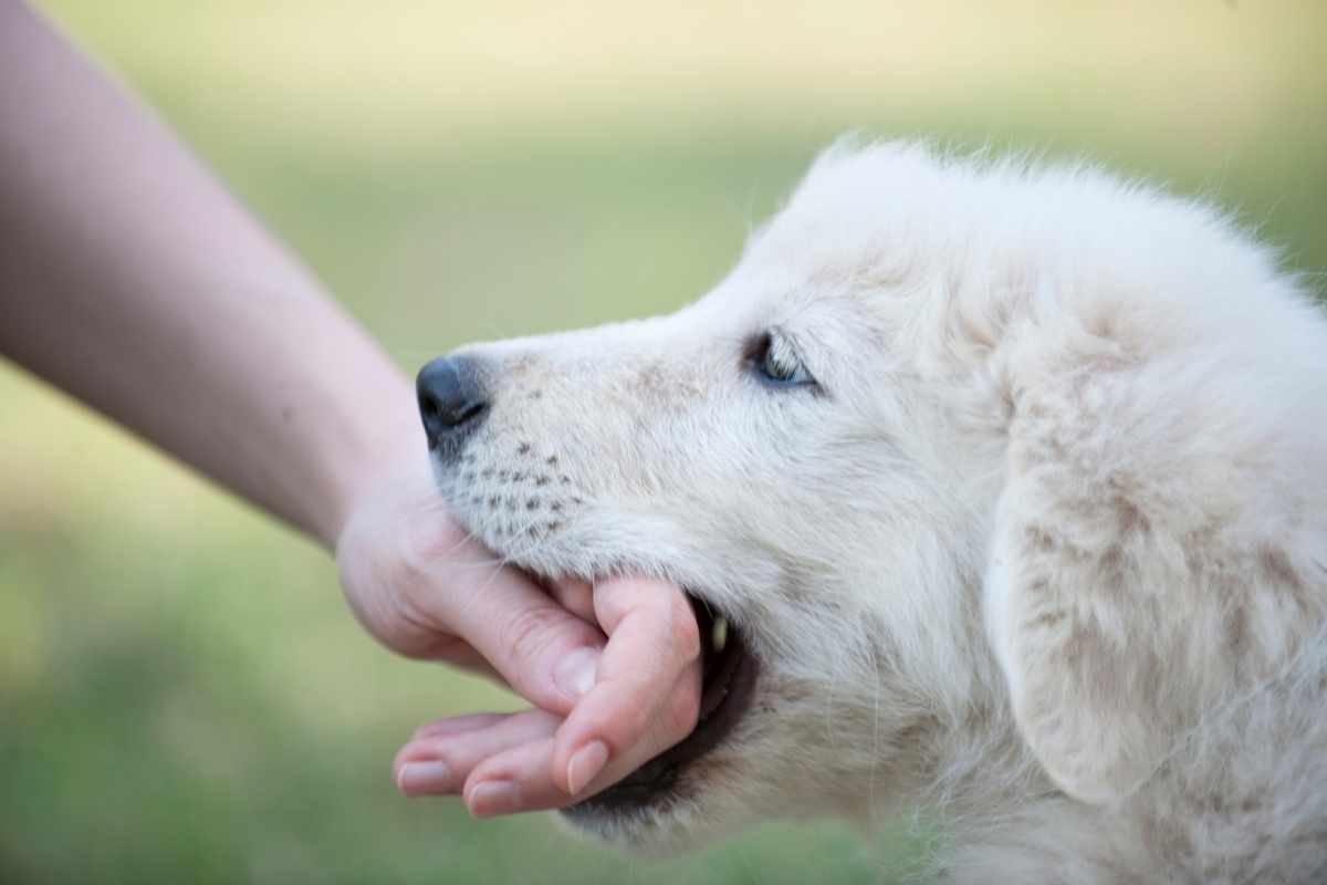 Steps to Follow After Dog Bite | The Enterprise World