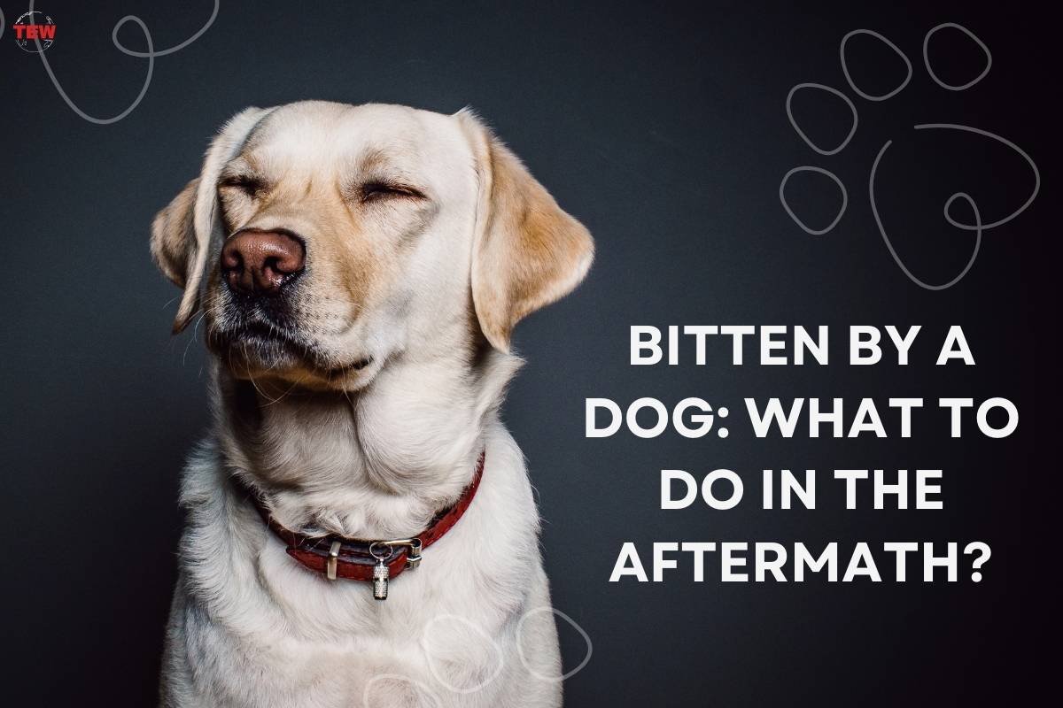 Bitten by a Dog: What to Do in The Aftermath?