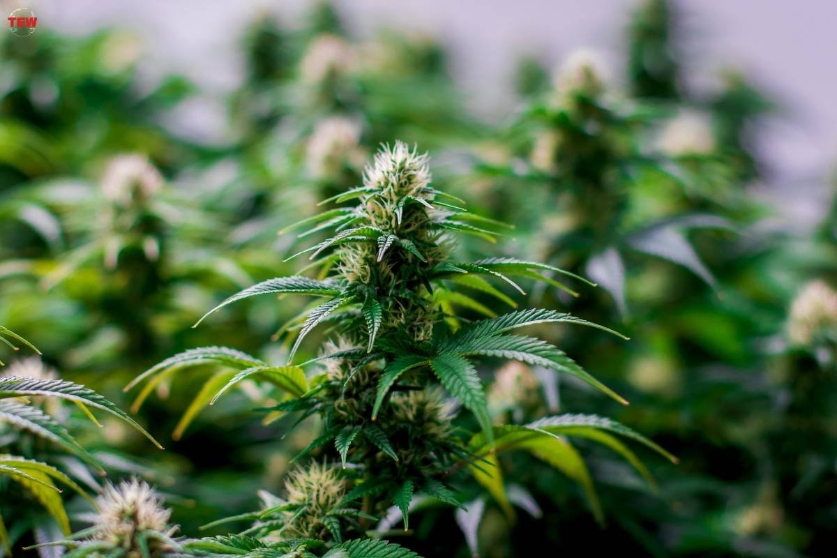 Cannabis Industry: Opportunities and Risks of Investing in it | The Enterprise World