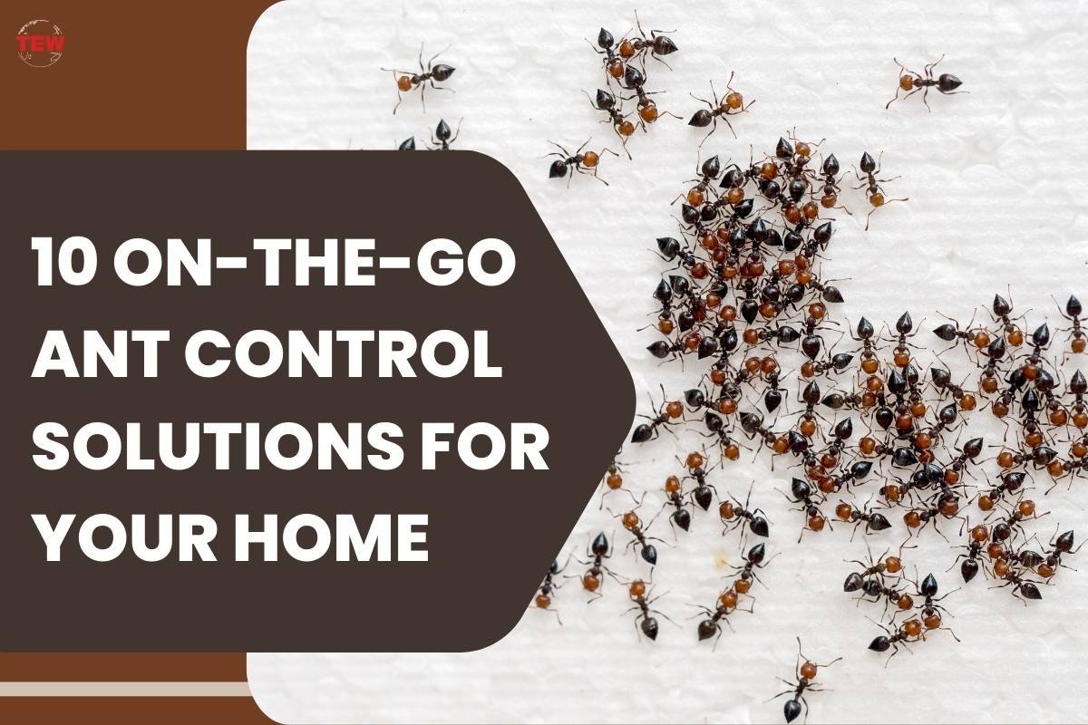 10 On-the-Go Ant Control Solutions for Your Home