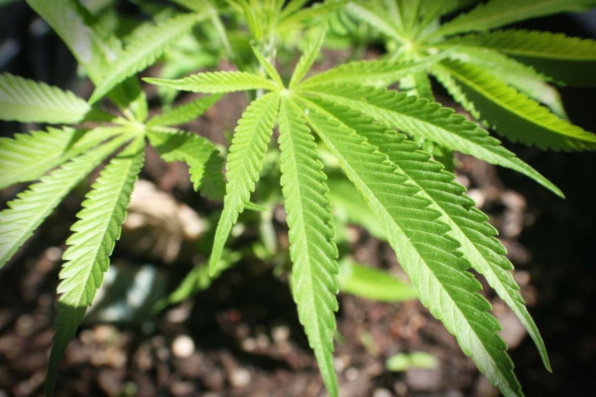 How to Successfully Launch a Legal Cannabis Business?