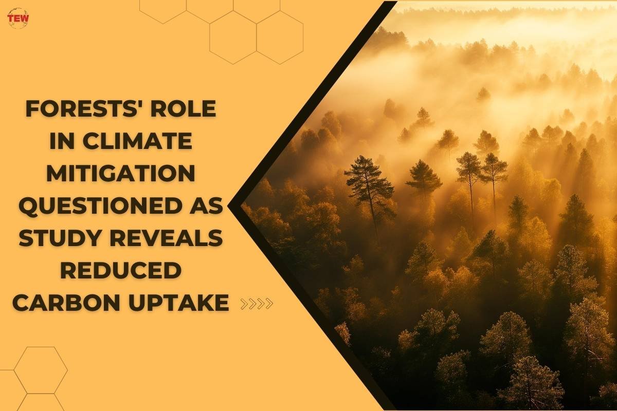 Forests’ Role in Climate Mitigation Questioned as Study Reveals Reduced Carbon Uptake