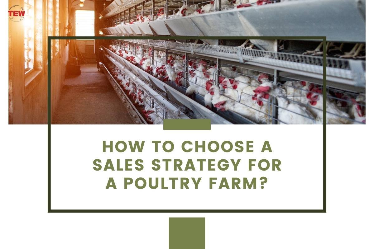 How to choose a sales strategy for a poultry farm 