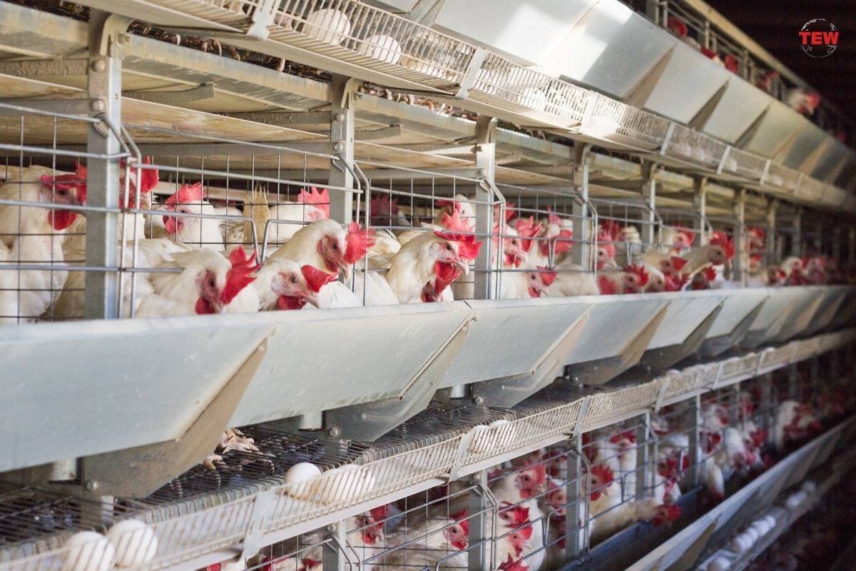 How to choose a sales strategy for a poultry farm | The Enterprise World