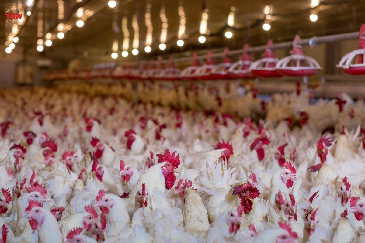 How to choose a sales strategy for a poultry farm | The Enterprise World