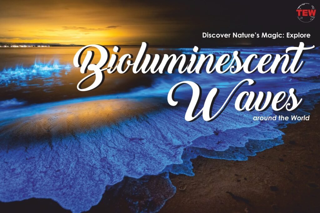 Explore Bioluminescent Waves around the World The Enterprise World Explore Bioluminescent Waves around the World The Enterprise World