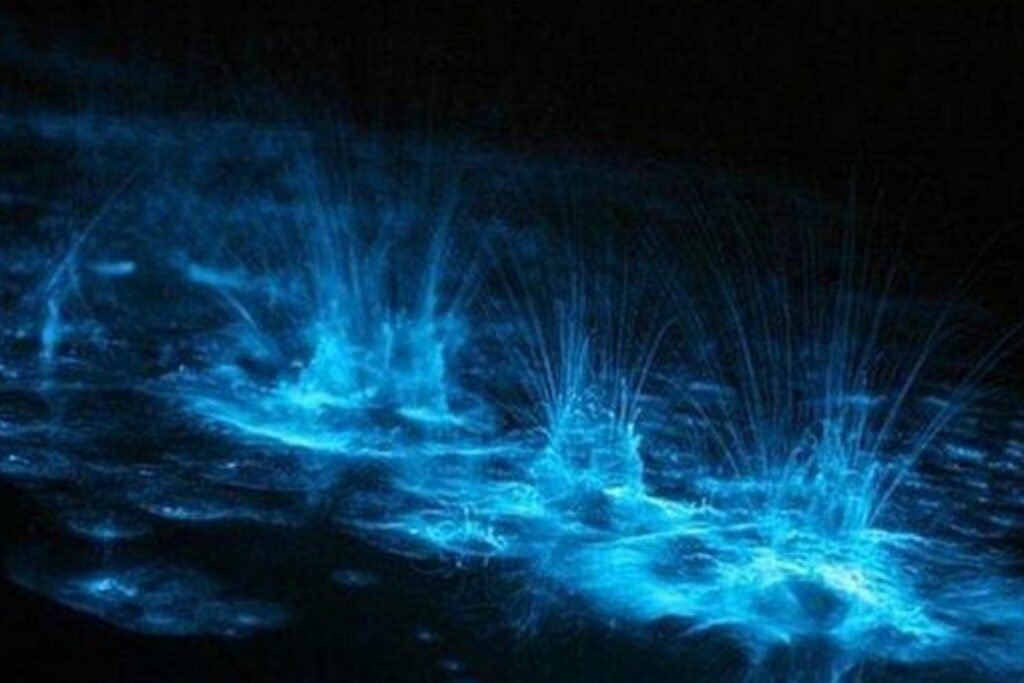 Explore Bioluminescent Waves around the World | The Enterprise World
