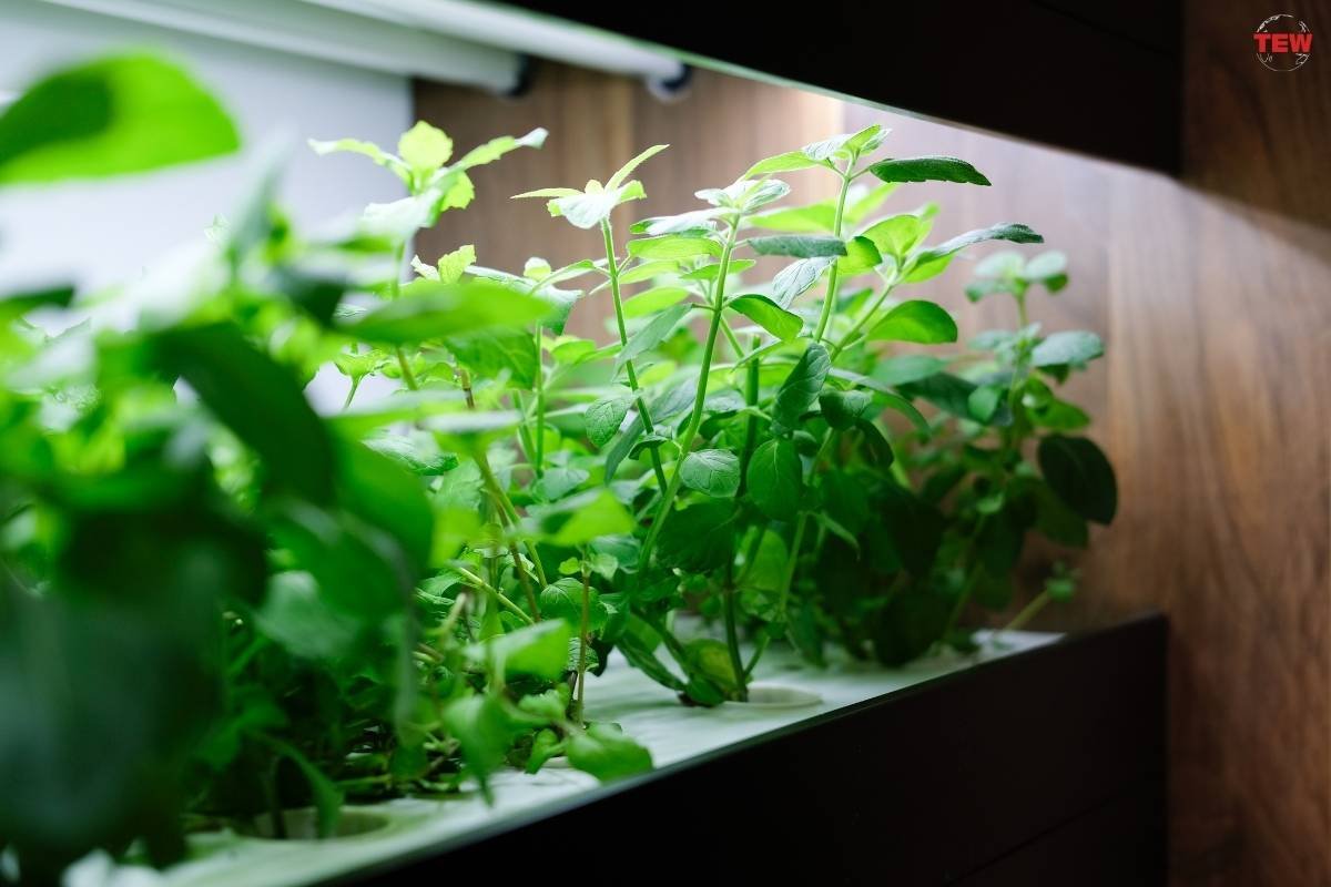 3 Indoor Gardening Innovations Aspiring Entrepreneurs Should Know About | The Enterprise World