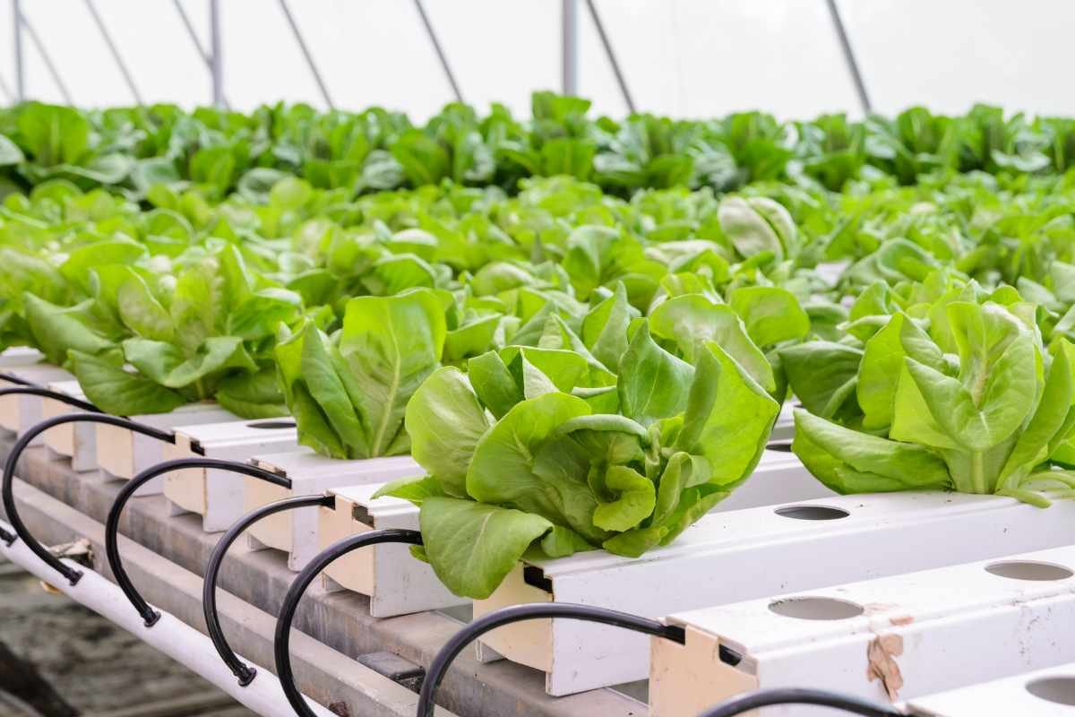 Top 5 Benefits of Growing With a Hydroponic Garden Tower | The Enterprise World