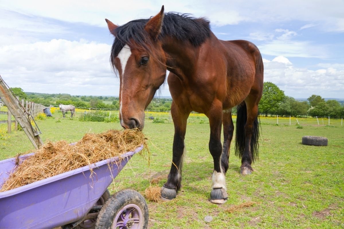 Budgeting for a Horse Farm: What to Consider? | The Enterprise World