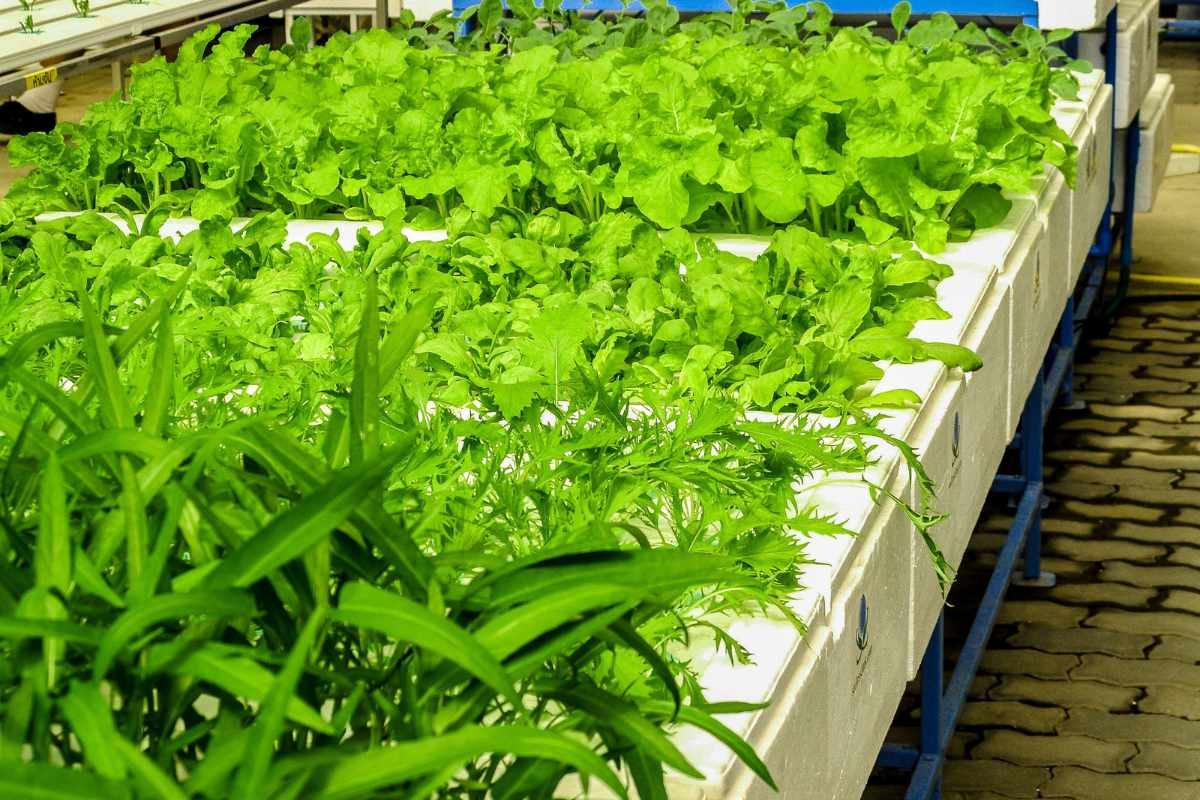 Top 5 Benefits of Growing With a Hydroponic Garden Tower | The Enterprise World